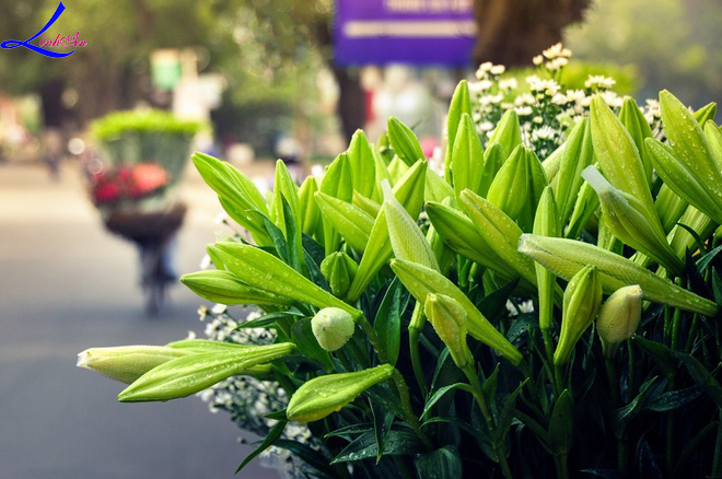 Lấp ló mùa tháng tư Hà Nội